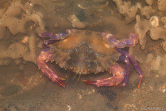 Charybdis hellerii