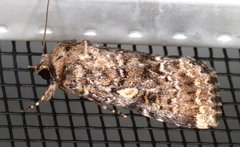 Spodoptera umbraculata