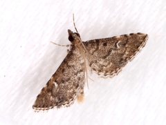 Metasia capnochroa