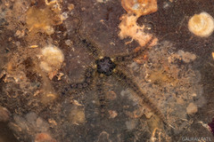 Ophiotrichidae