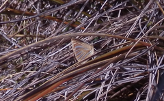 Argyrophenga janitae