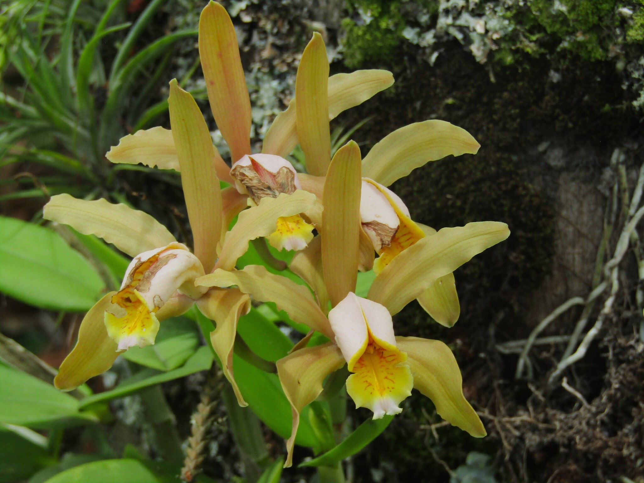 Cattleya forbesii