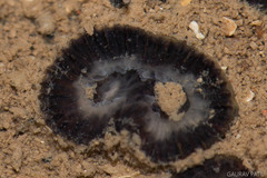 Cladangia exusta