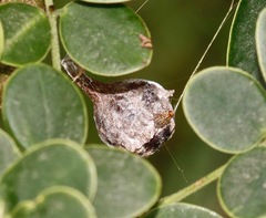Mastophora cornigera