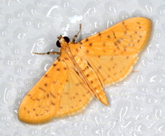 Conogethes