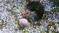 Peruvian Blenny photo 2