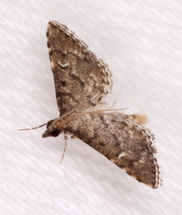 Metasia capnochroa
