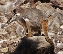 Petrogale xanthopus
