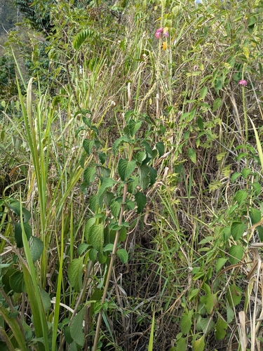 Changeable Velvetberry (Stachytarpheta mutabilis)