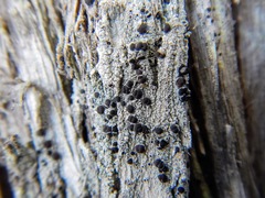 Bacidia schweinitzii