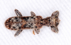 Metademius floccosus