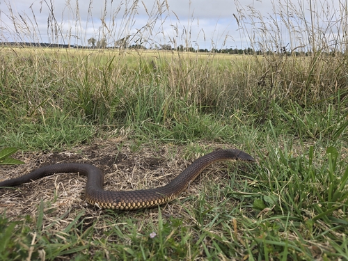 Highlands Copperhead