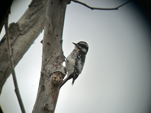 iNaturalist observation photo of Downy Woodpecker