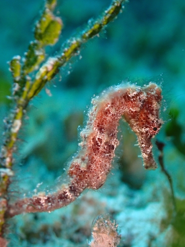 Hippocampus reidi
