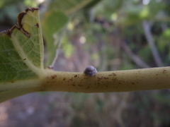 Hemiberlesia lataniae