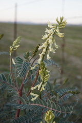 Astragalus oxyphysus