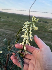 Astragalus oxyphysus