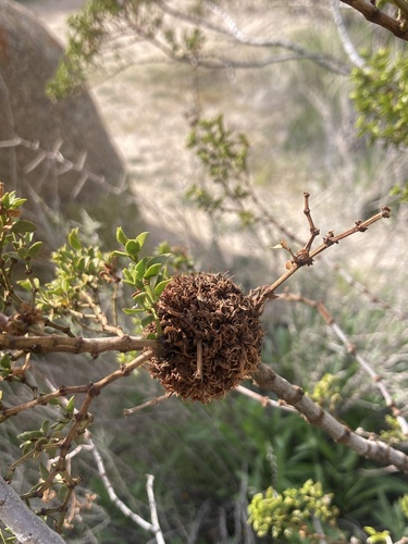 Unknown species found near Joshua Tree National Park, Desert Center, CA, US