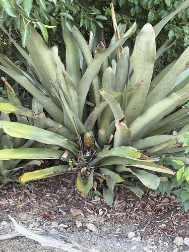Aechmea digitata