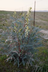 Astragalus oxyphysus