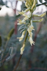 Astragalus oxyphysus