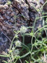 Cryptantha nevadensis