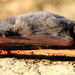 Inland Free-tailed Bat - Photo (c) John Sear, some rights reserved (CC BY-NC), uploaded by John Sear