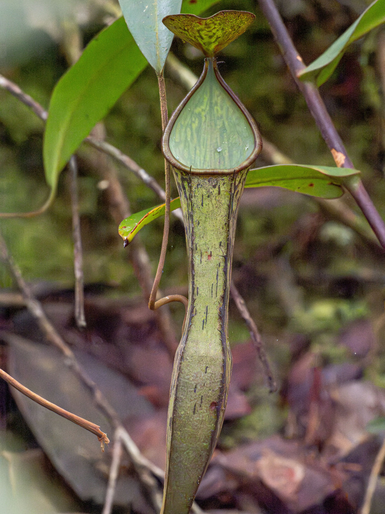 Nepenthes batik