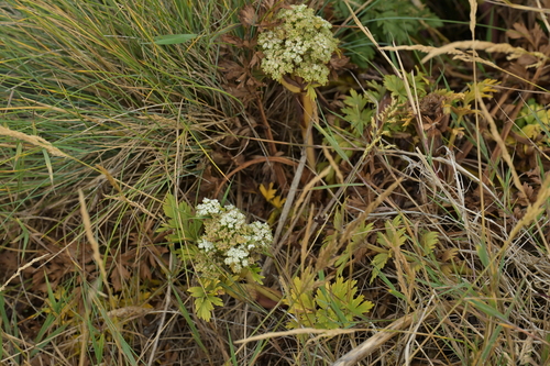 Anisotome lyallii, photograph 6