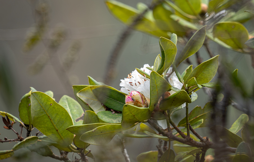 Rhododendron wrayi observed 2025-12-31