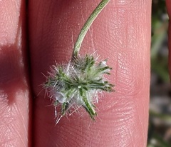 Cryptantha nevadensis