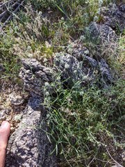 Cryptantha nevadensis