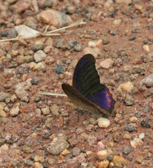 Terinos terpander intermedia