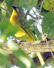 Malaconotus blanchoti