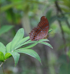 Terinos terpander intermedia