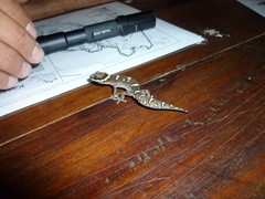 Pachydactylus oshaughnessyi