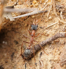 Myrmecia nigriceps
