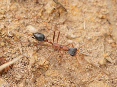 Myrmecia nigriceps