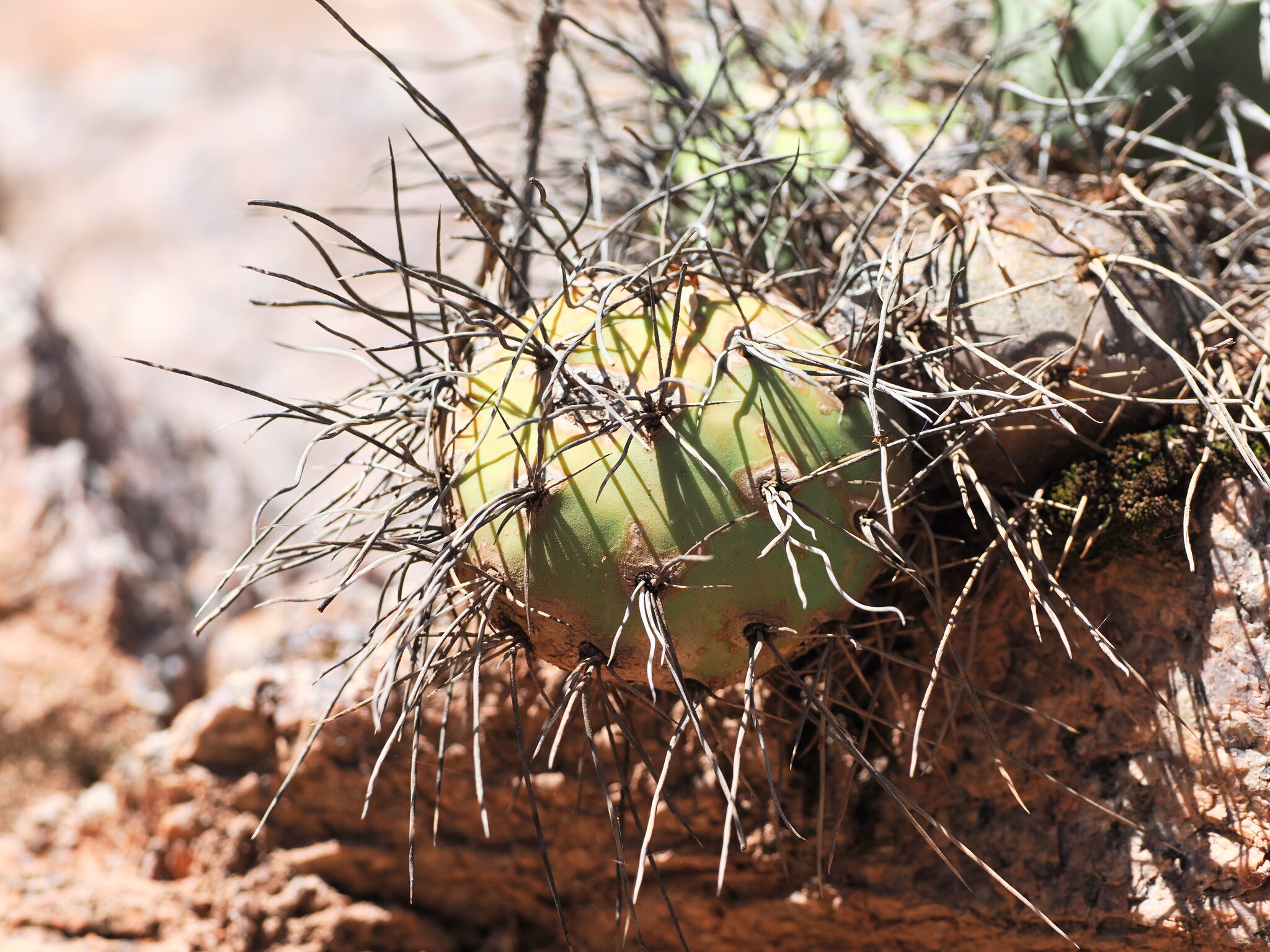 Tephrocactus Alexanderi (Tephrocactus alexanderi)