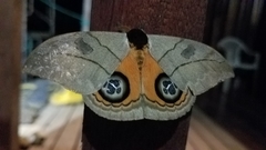 Automeris liberia