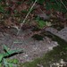 Agkistrodon contortrix mokasen - Photo (c) Arrowhead Reptile Rescue, algunos derechos reservados (CC BY-NC-ND), uploaded by Arrowhead Reptile Rescue