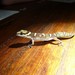 Lake Nyassa Thick-toed Gecko - Photo (c) Jakob Fahr, some rights reserved (CC BY-NC), uploaded by Jakob Fahr