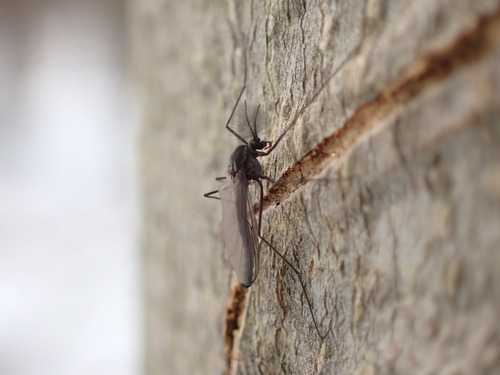Unknown species found near Putnam, New York, United States