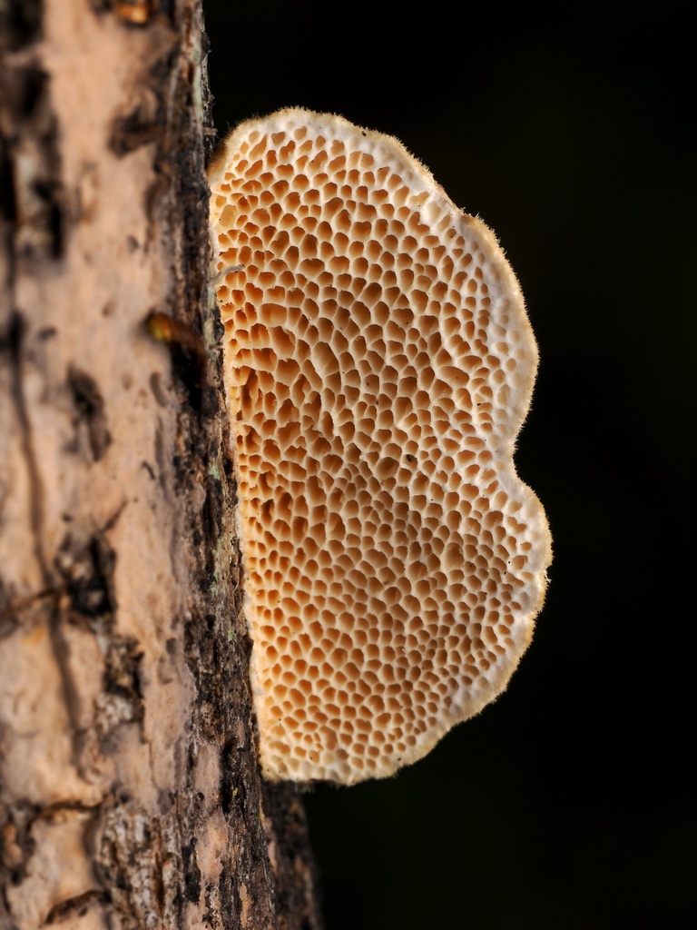 Trametes villosa · February 2026 · photo: © alan_rockefeller (iNaturalist, cc-by-sa)