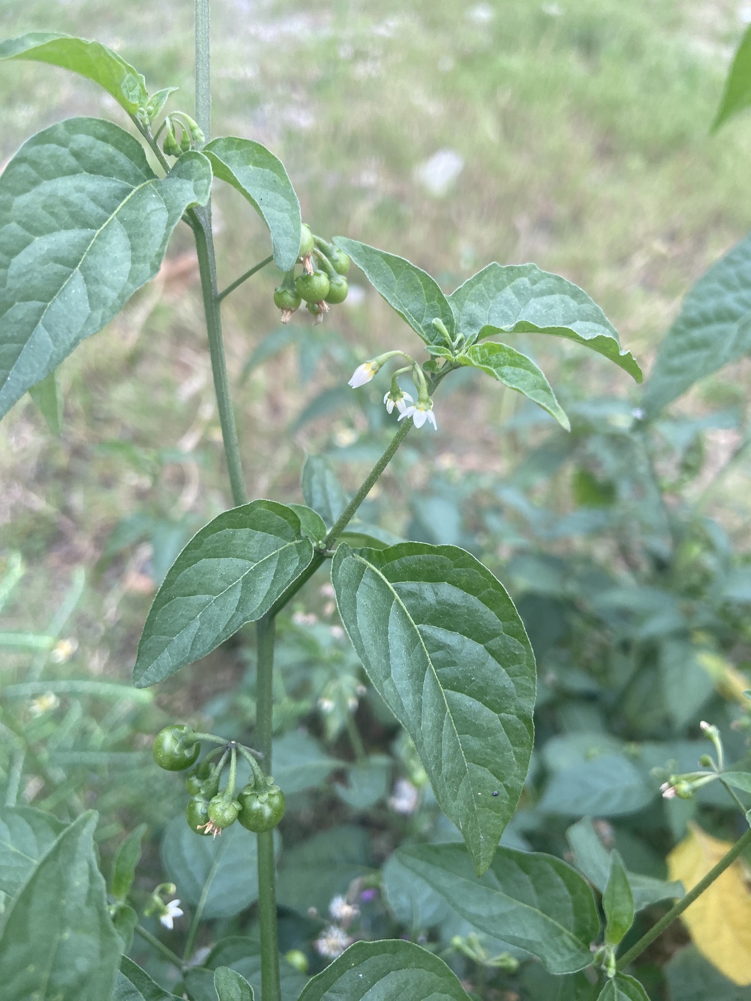 Solanum americanum — ảnh 3