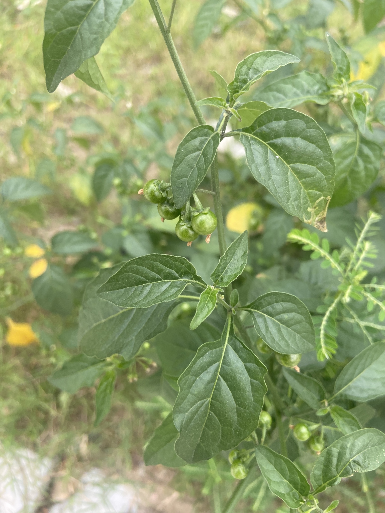 Solanum americanum — ảnh 2