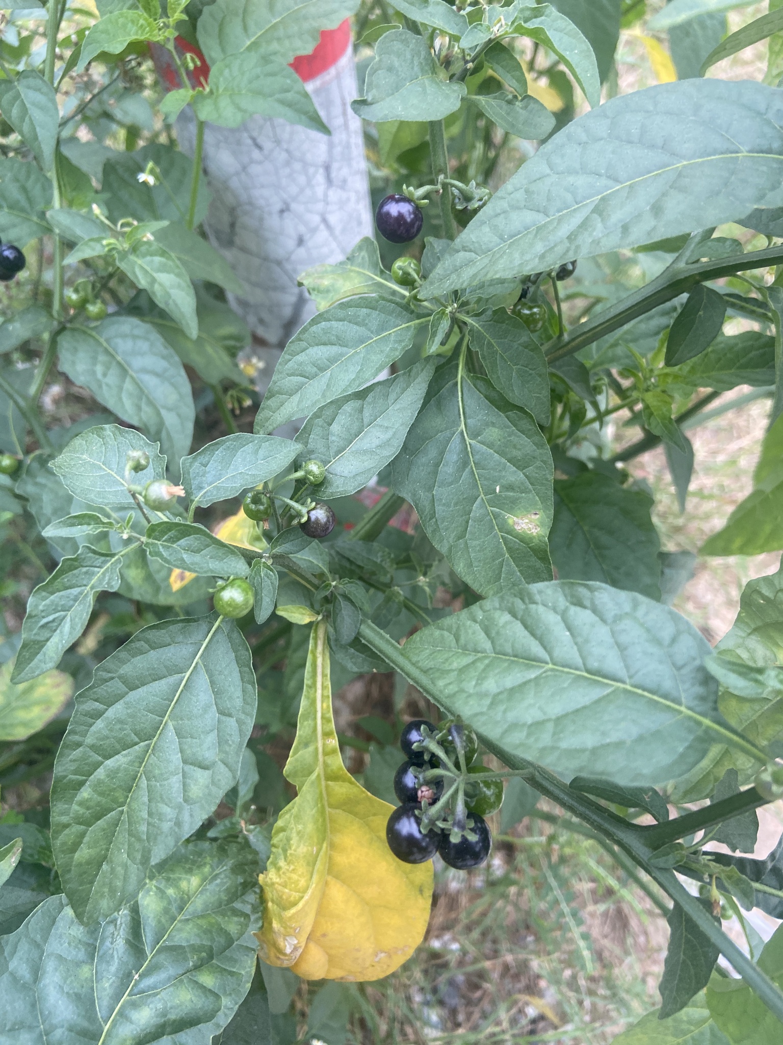 Solanum americanum (Solanum americanum)