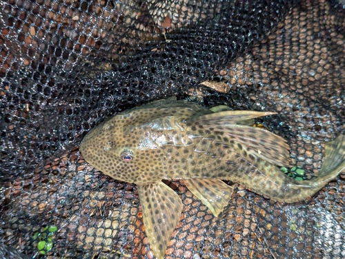 Spoontooth pleco (Hypostomus hemicochliodon) — Loricariidae — 3