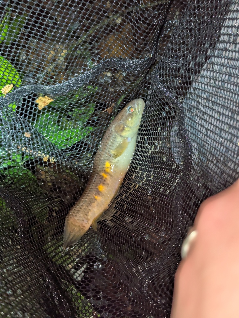 Redfin trahira (Erythrinus erythrinus) — Erythrinidae