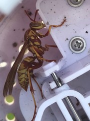 Polistes apachus apachus